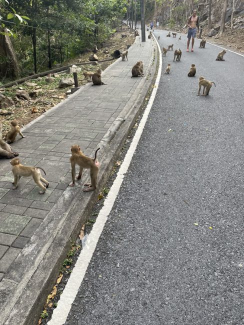 モンキーヒルで遭遇した猿の写真です
